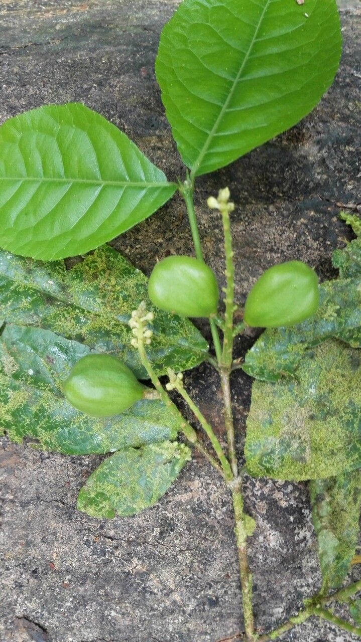 Rinorea deflexiflora fruit