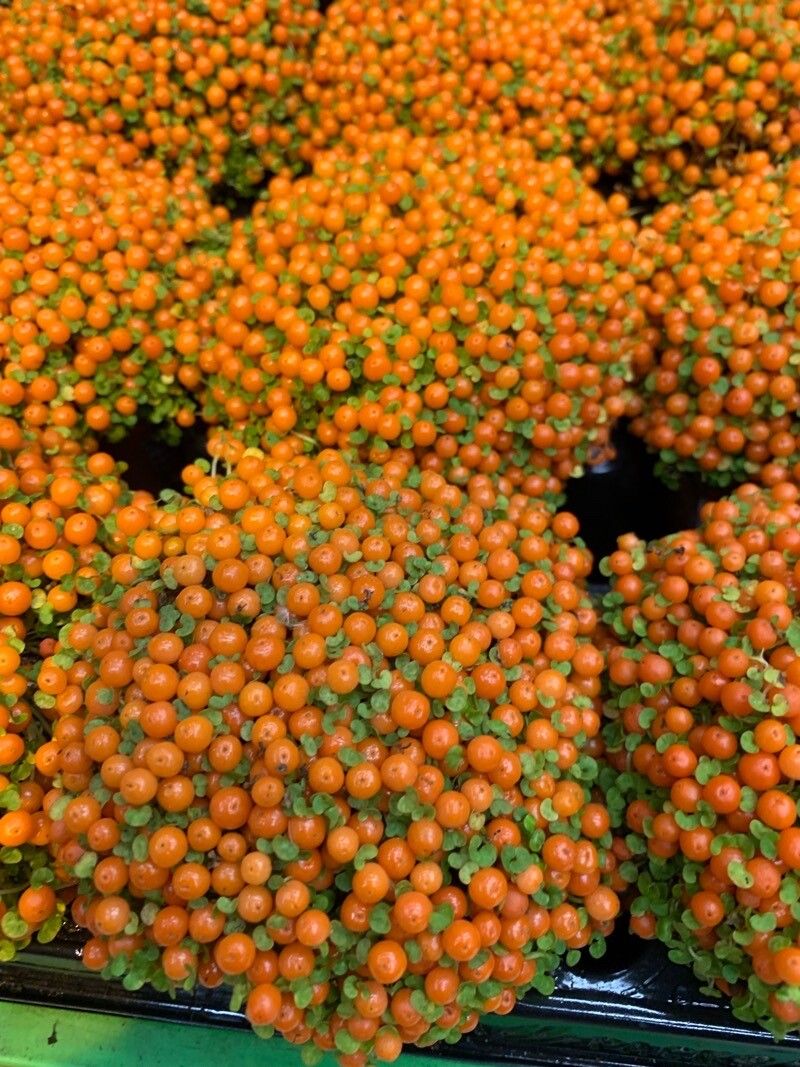 Coprosma granadensis flower