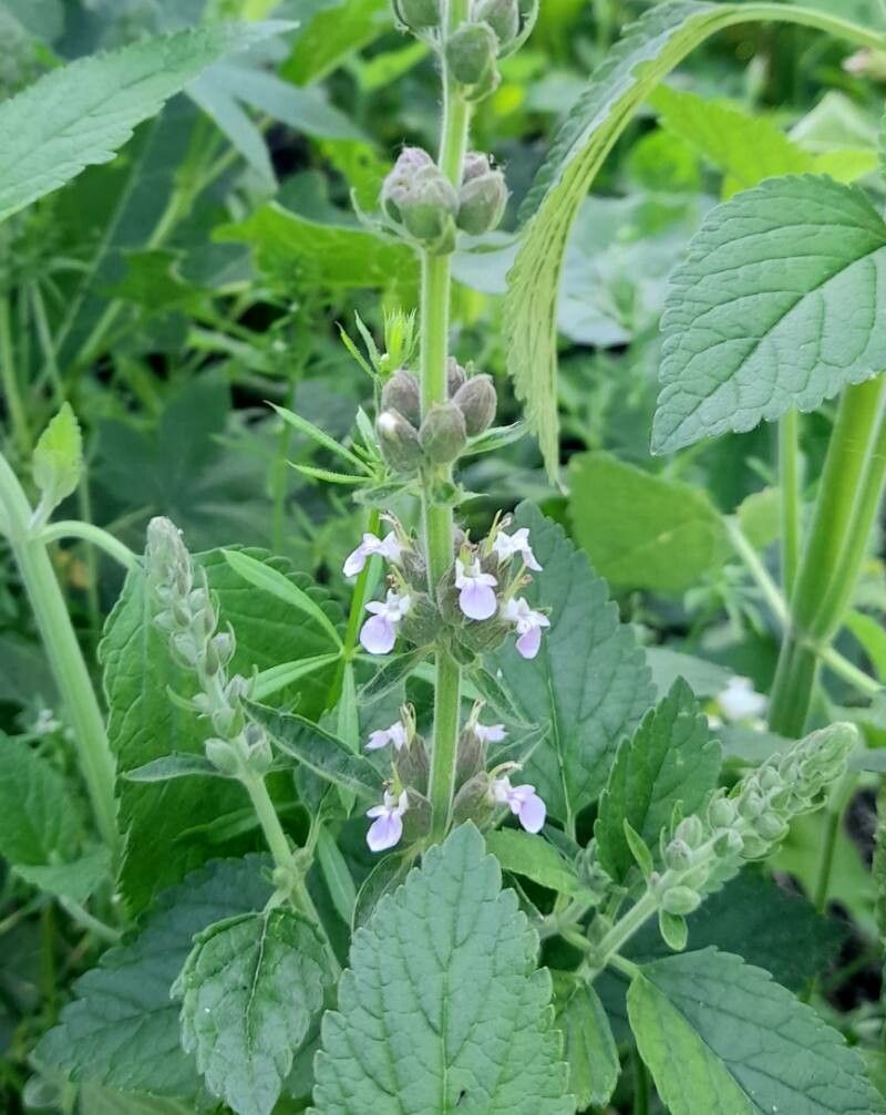 Teucrium vesicarium flower
