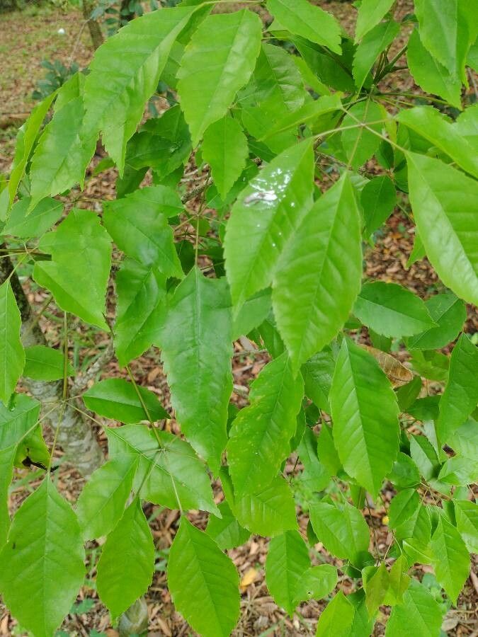 Handroanthus heptaphyllus leaf