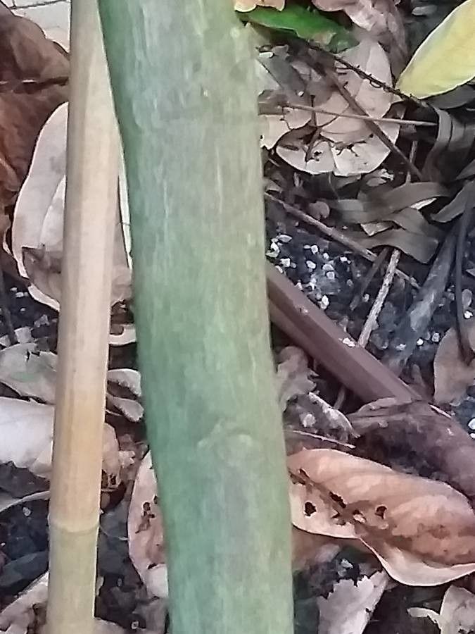 Triphasia trifolia bark