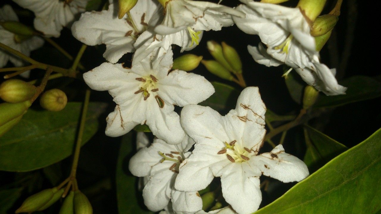 Cordia megalantha flower