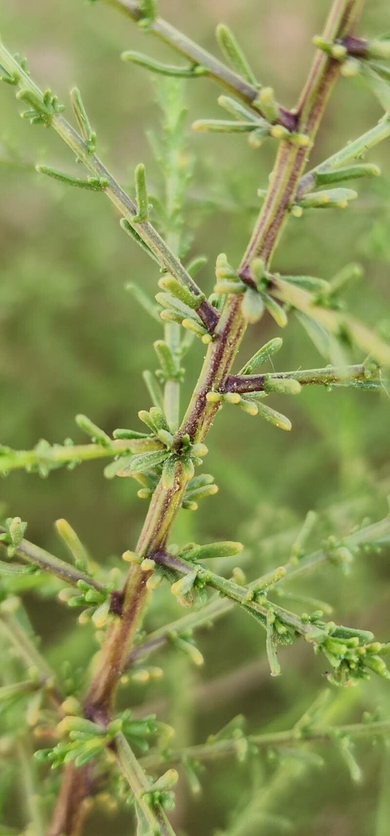 Artemisia scoparia bark