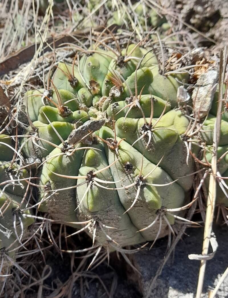 Gymnocalycium nigriareolatum habit