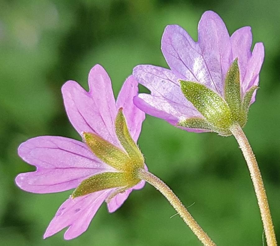 Geranium pyrenaicum flower