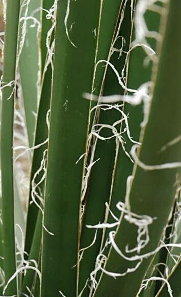 Agave multifilifera — houseplant care guide