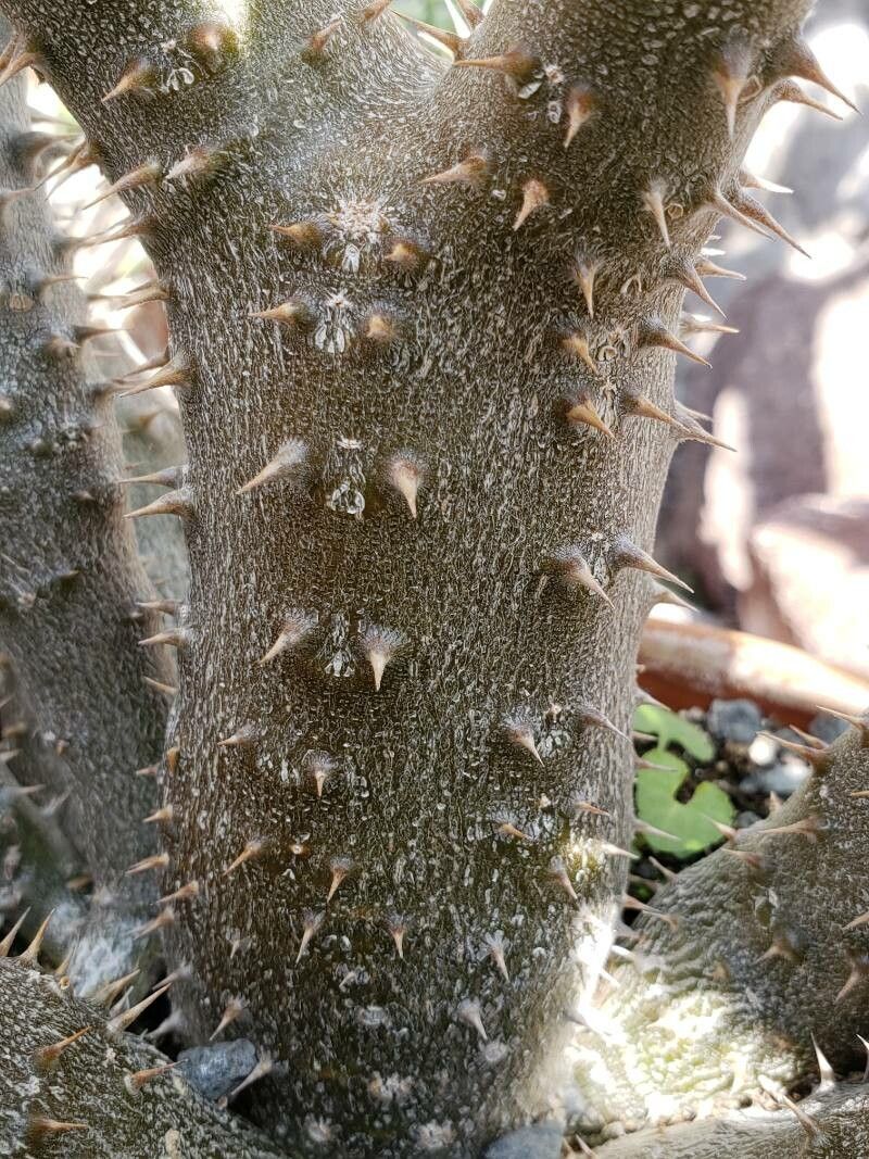 Pachypodium horombense bark