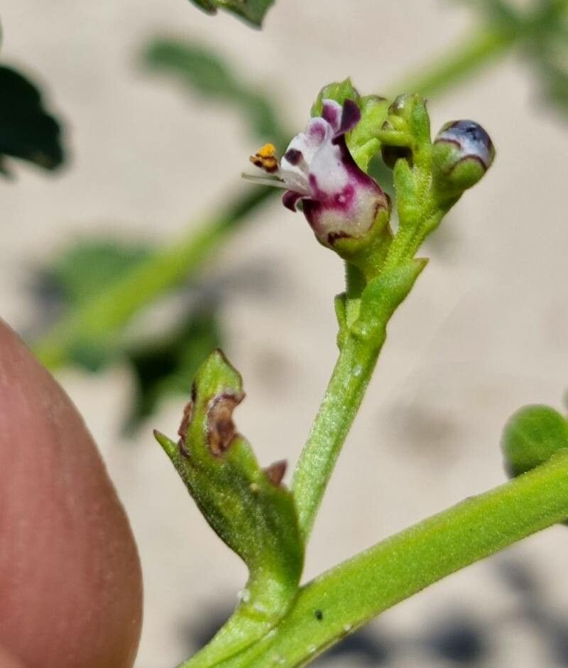 Scrophularia frutescens flower