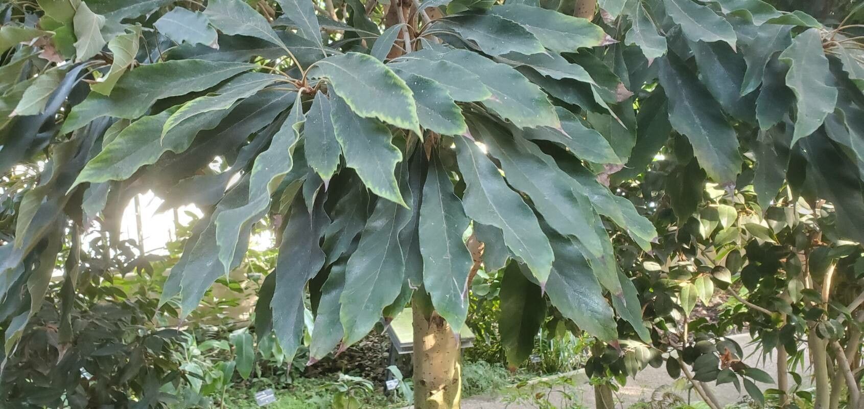 Meliosma rigida leaf