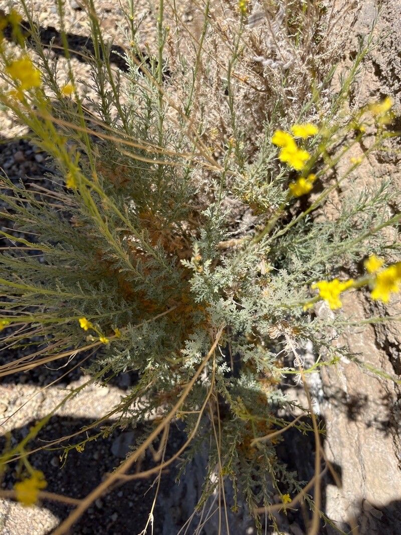 Descurainia gilva leaf