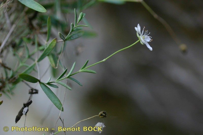 Moehringia lebrunii other