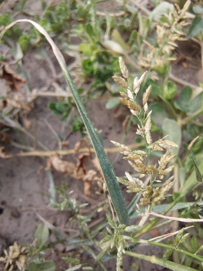 Eragrostis cilianensis leaf