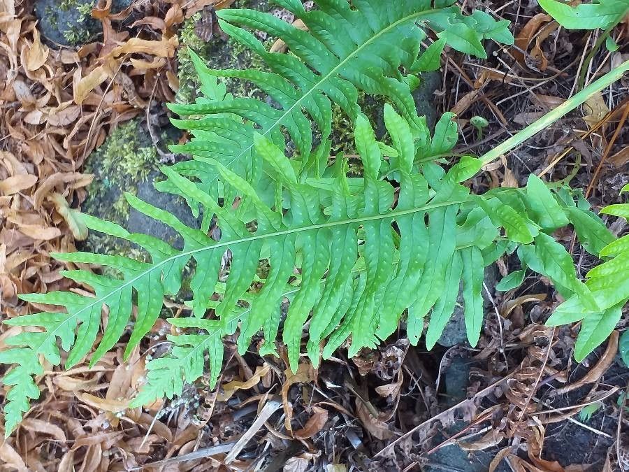 Polypodium australe — search result for 'Polypodiaceae'