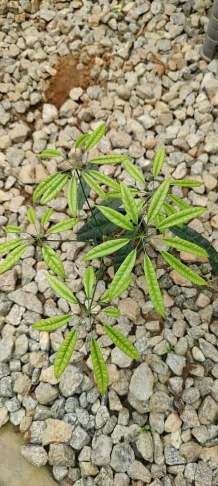 Schefflera albidobracteata leaf
