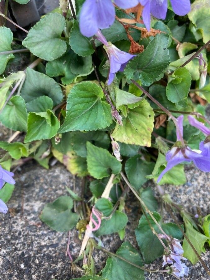 Viola grypoceras — houseplant care guide