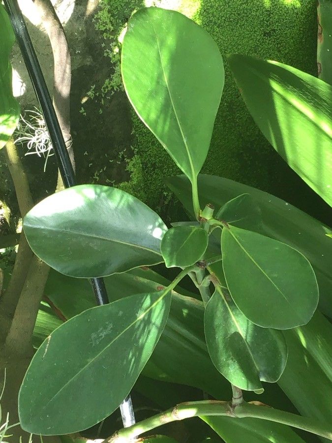 Clusia palmicida — search result for 'Clusia'