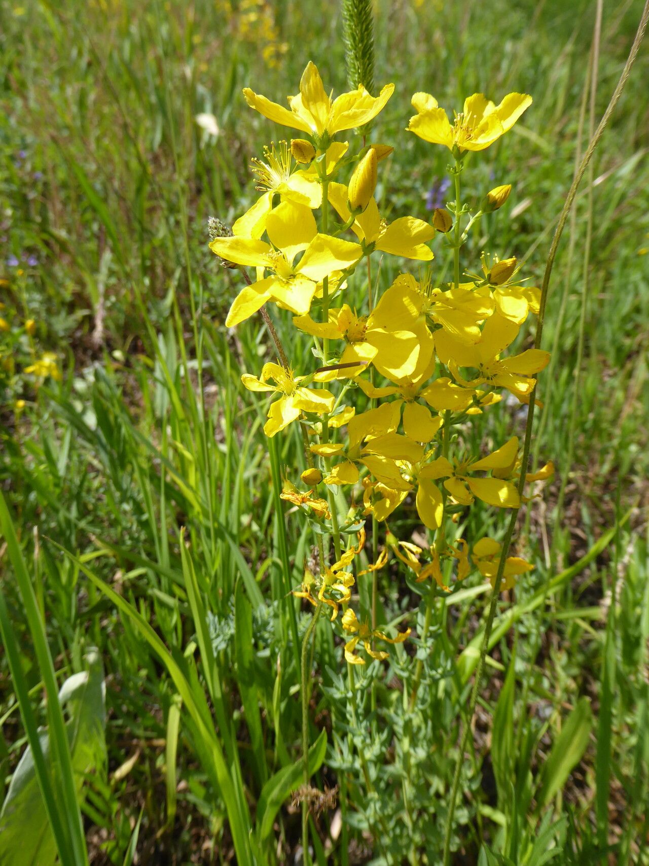 Hypericum elongatum flower