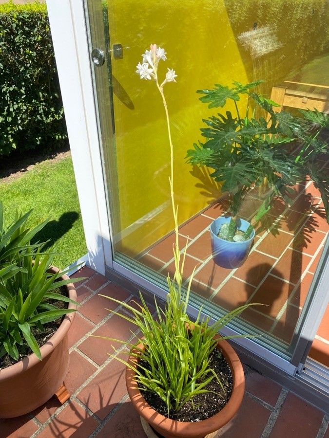 Polianthes tuberosa habit