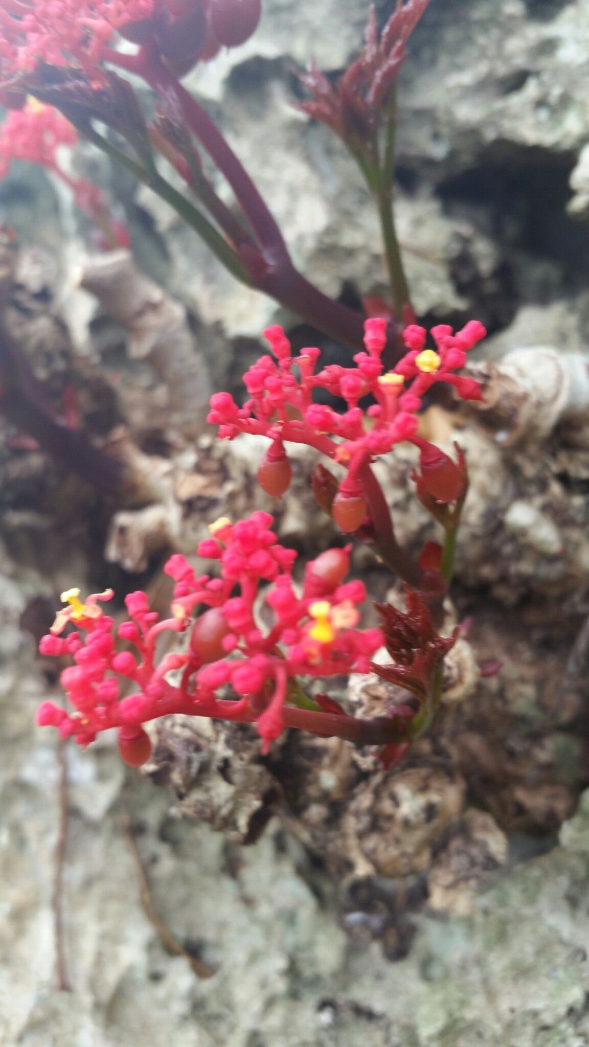 Cyphostemma ankaranense flower