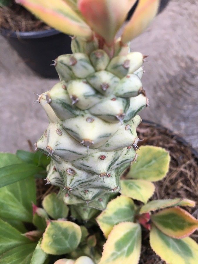 Euphorbia ritchiei bark