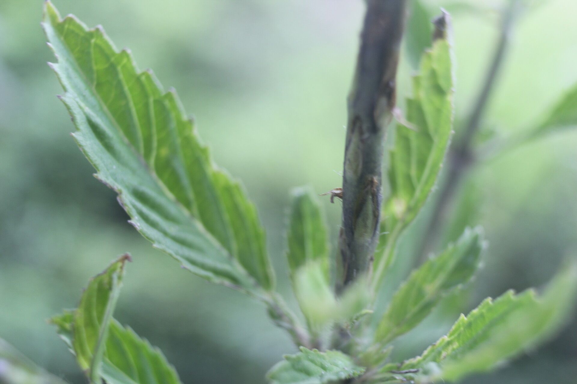 Stachytarpheta calderonii — related species from the same genus