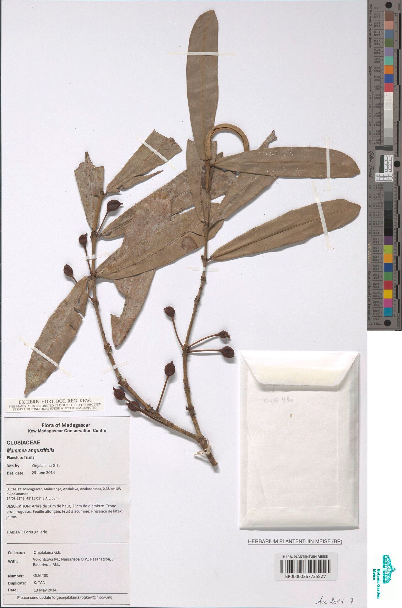 Mammea angustifolia — related species from the same genus