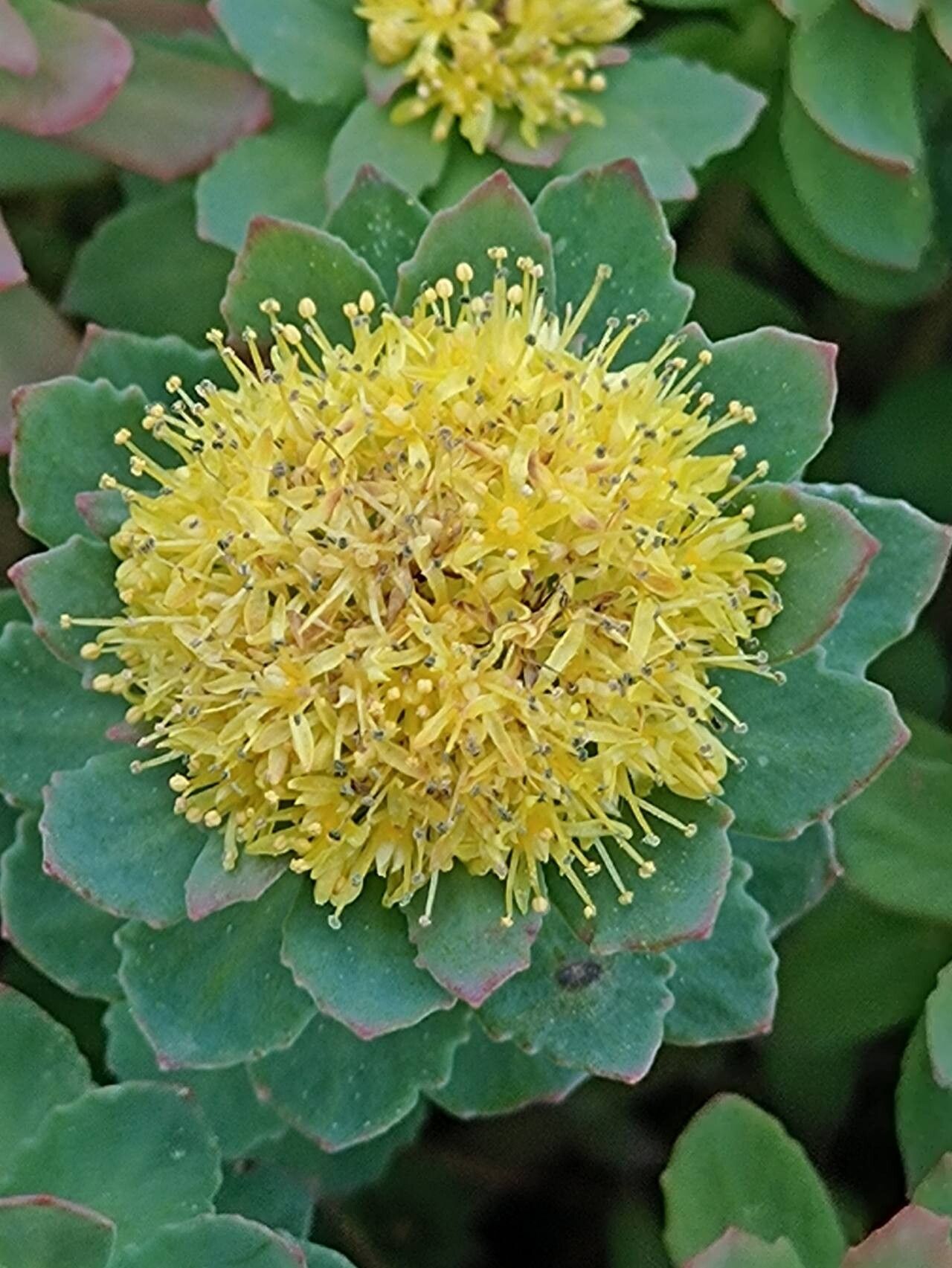 Rhodiola ishidae flower