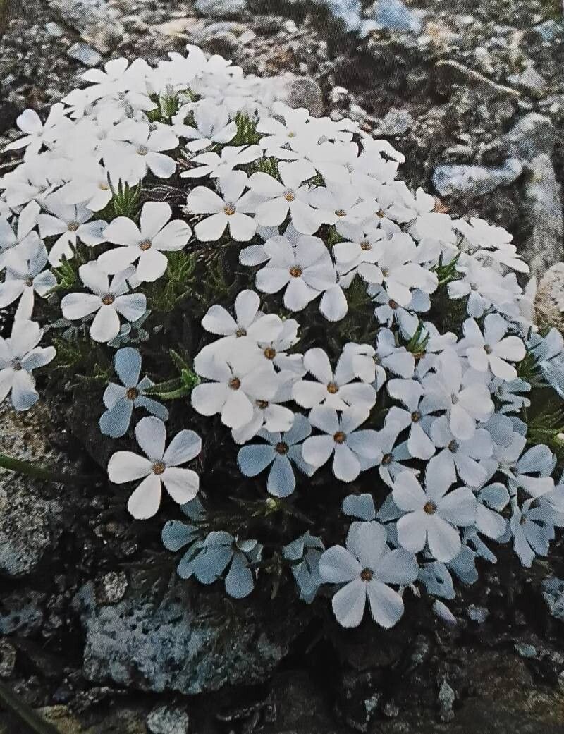 Phlox multiflora — search result for 'Phlox'