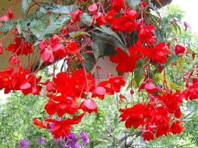 Begonia pendula flower