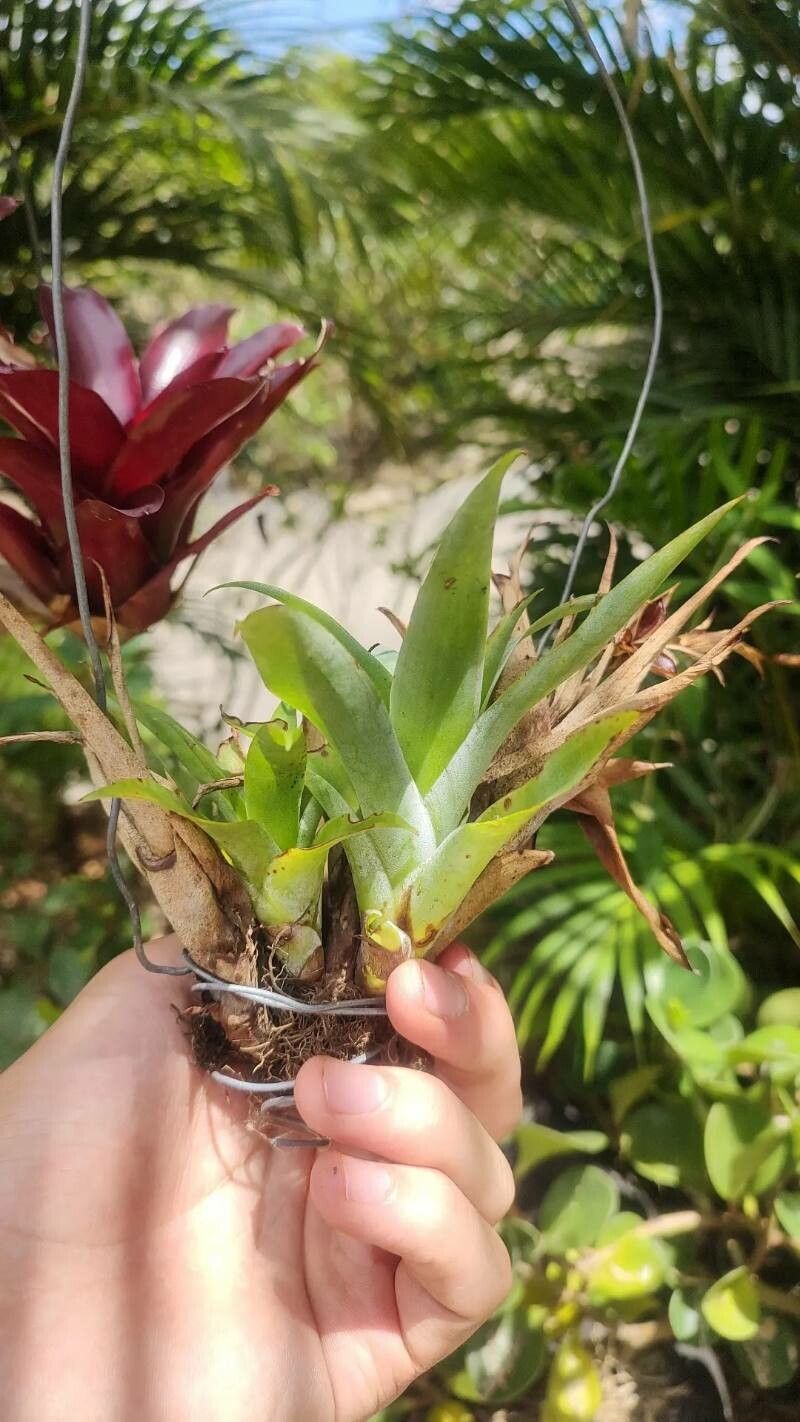 Catopsis morreniana — related species from the same genus