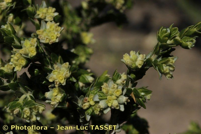 Thymelaea lythroides flower