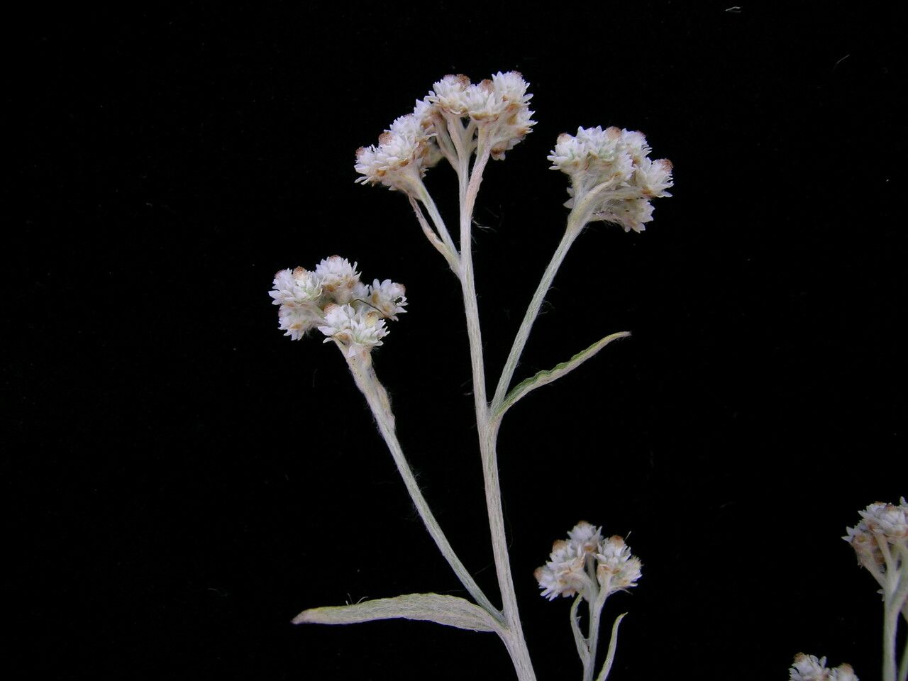 Pseudognaphalium adnatum — related species from the same genus