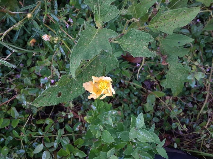 Malvastrum aurantiacum — related species from the same genus