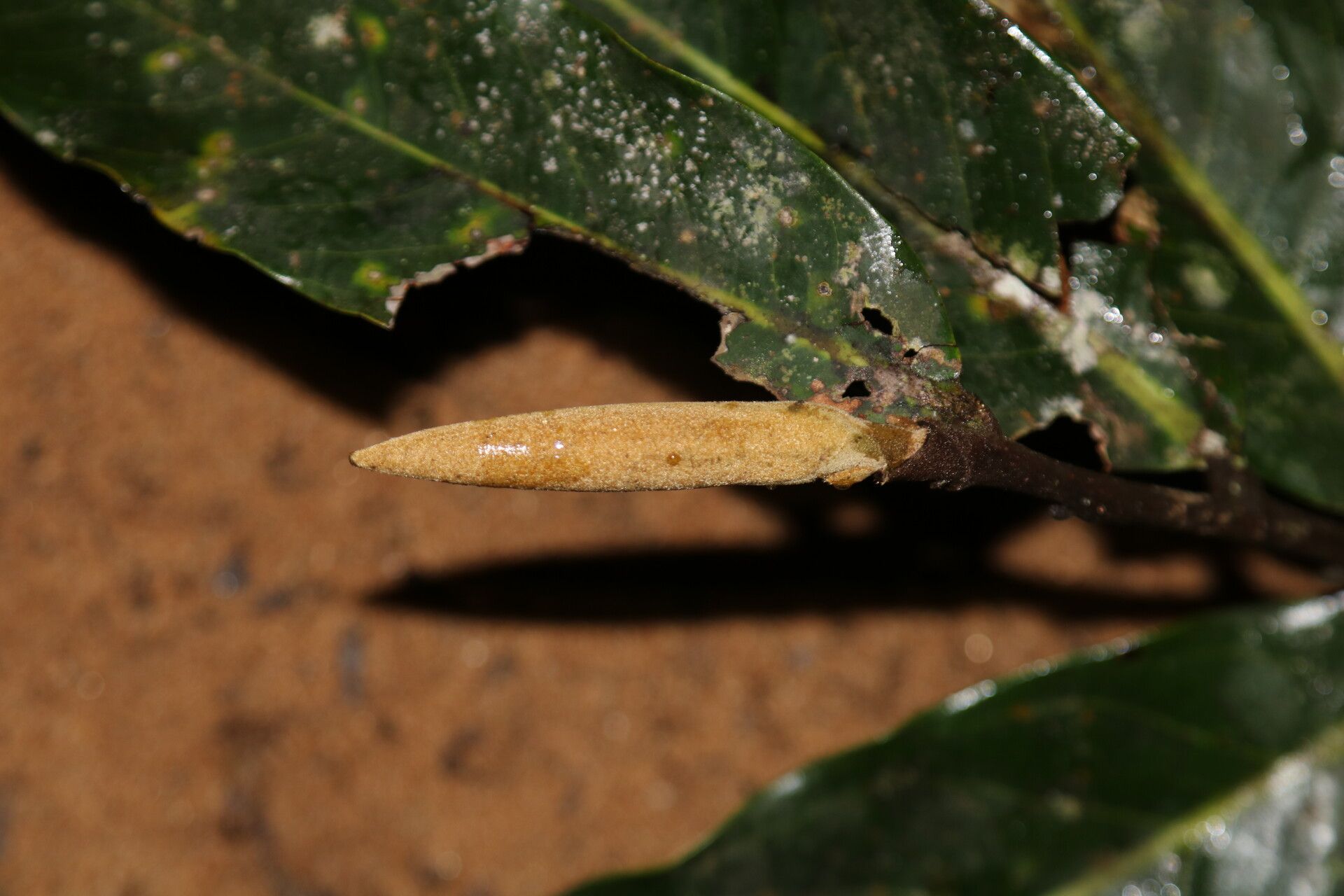 Duguetia staudtii flower