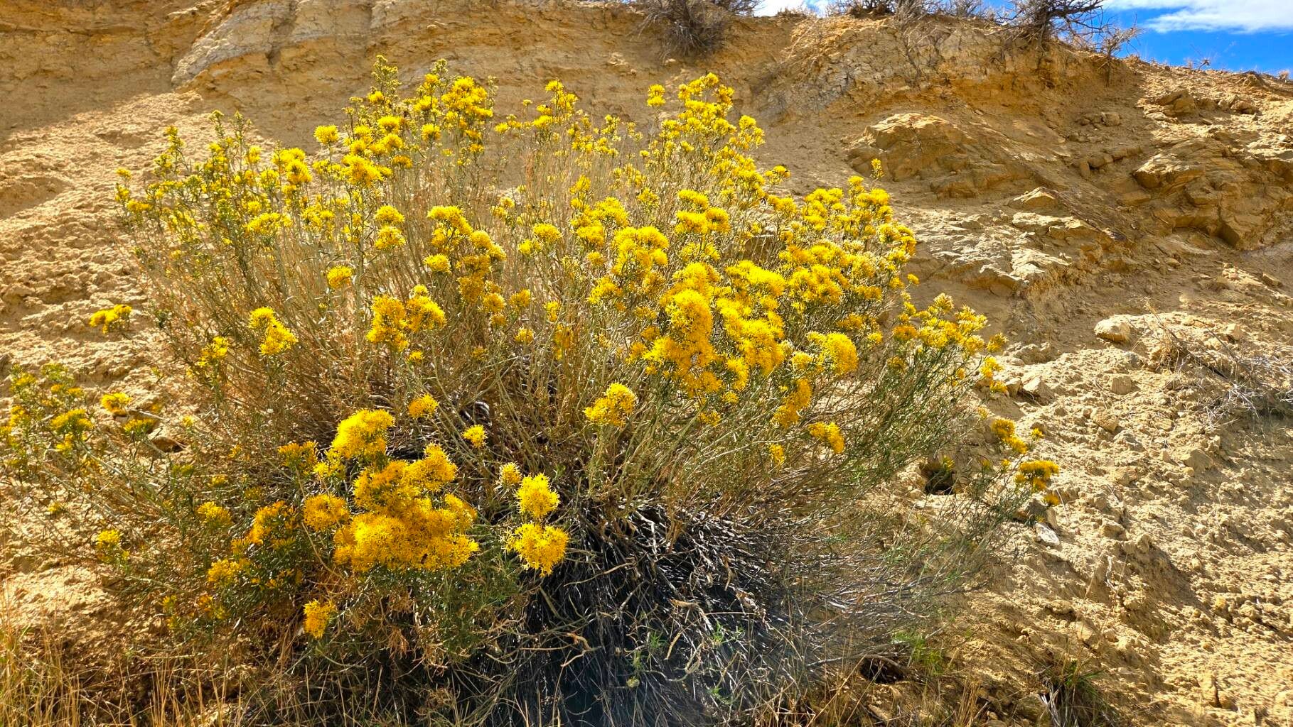 Ericameria nauseosa — pet friendly houseplant