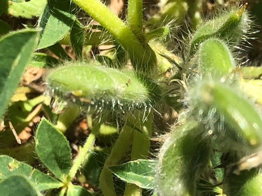 Lupinus micranthus fruit