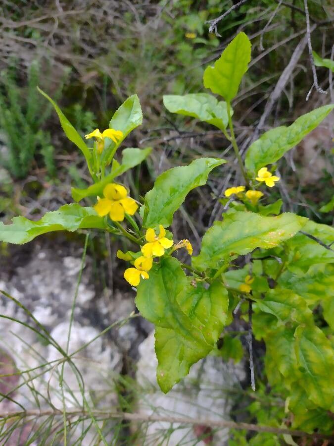 Goodenia ovata habit