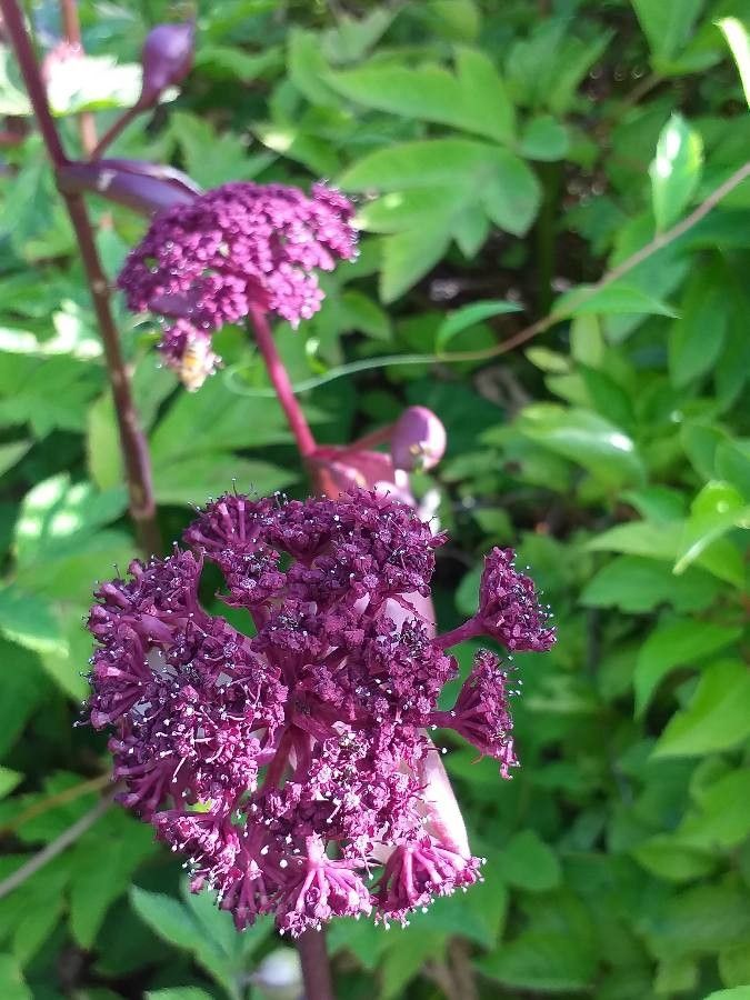 Schisandra chinensis flower