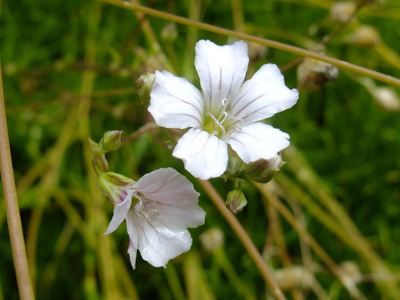 Gypsophila tenuifolia flower