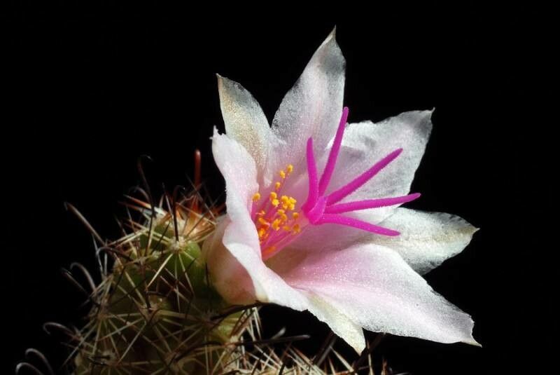 Cochemiea thornberi flower