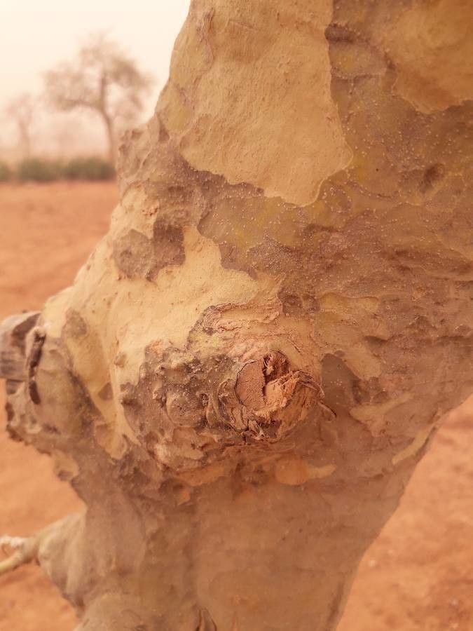 Gardenia aqualla bark