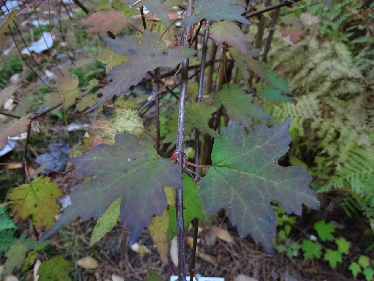 Viburnum kansuense — search result for 'Viburnum'