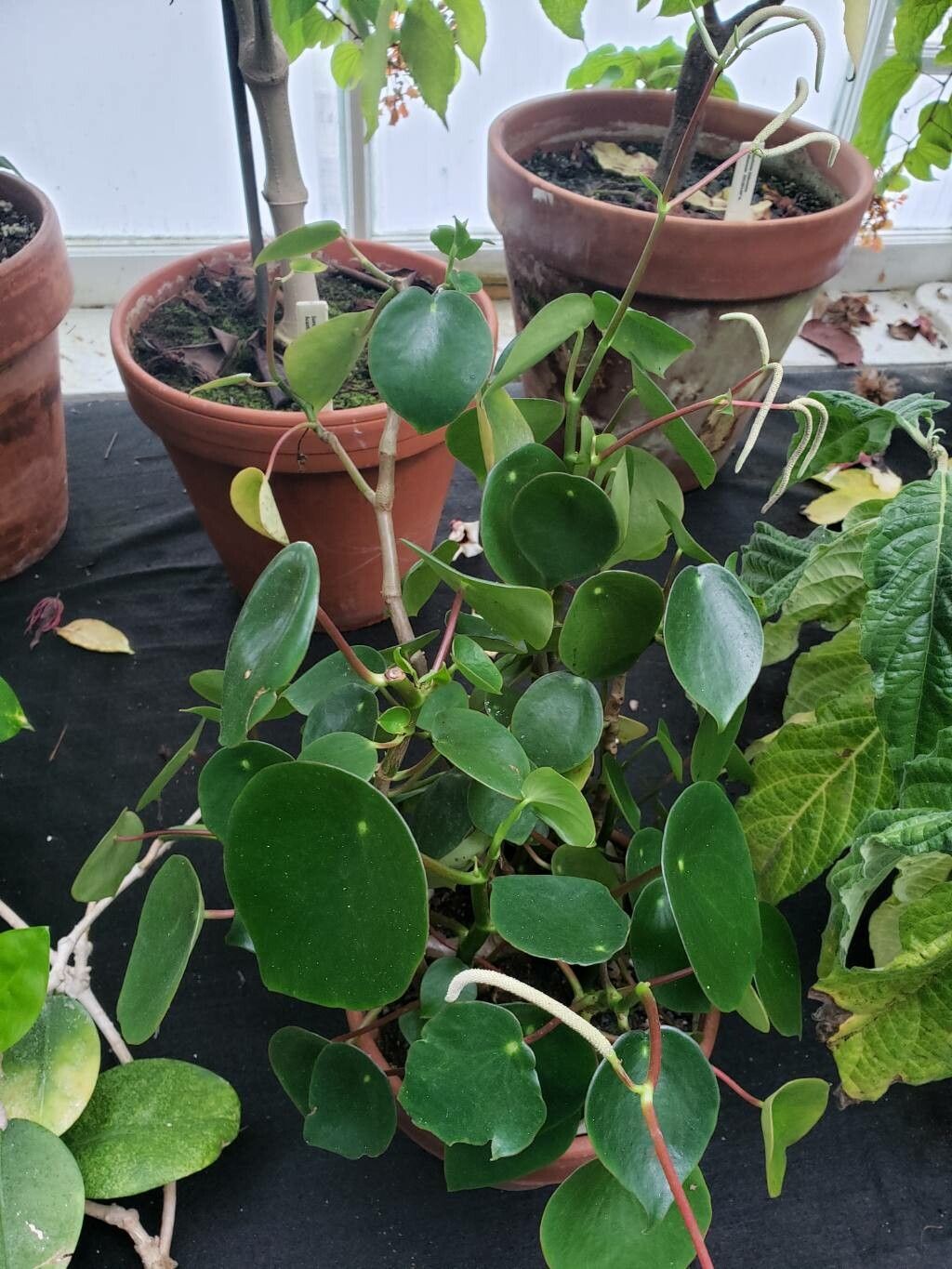 Peperomia polymorpha habit