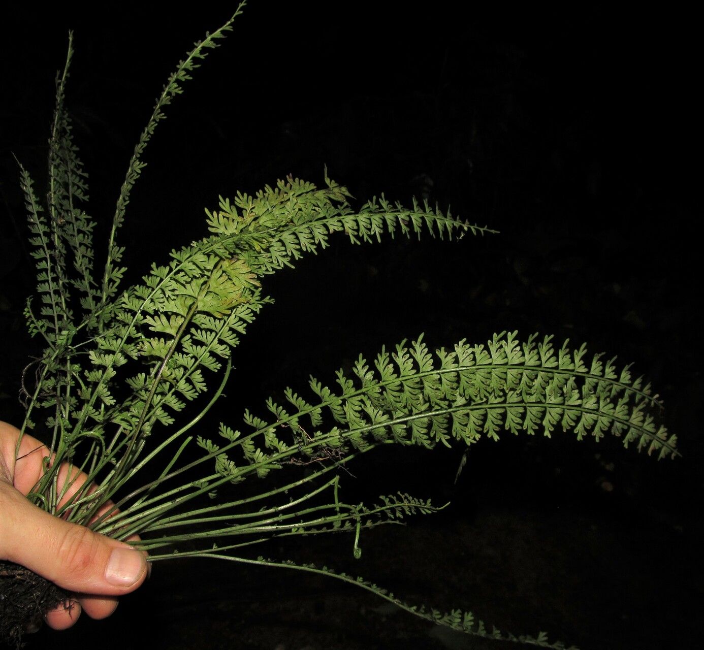 Asplenium dregeanum leaf
