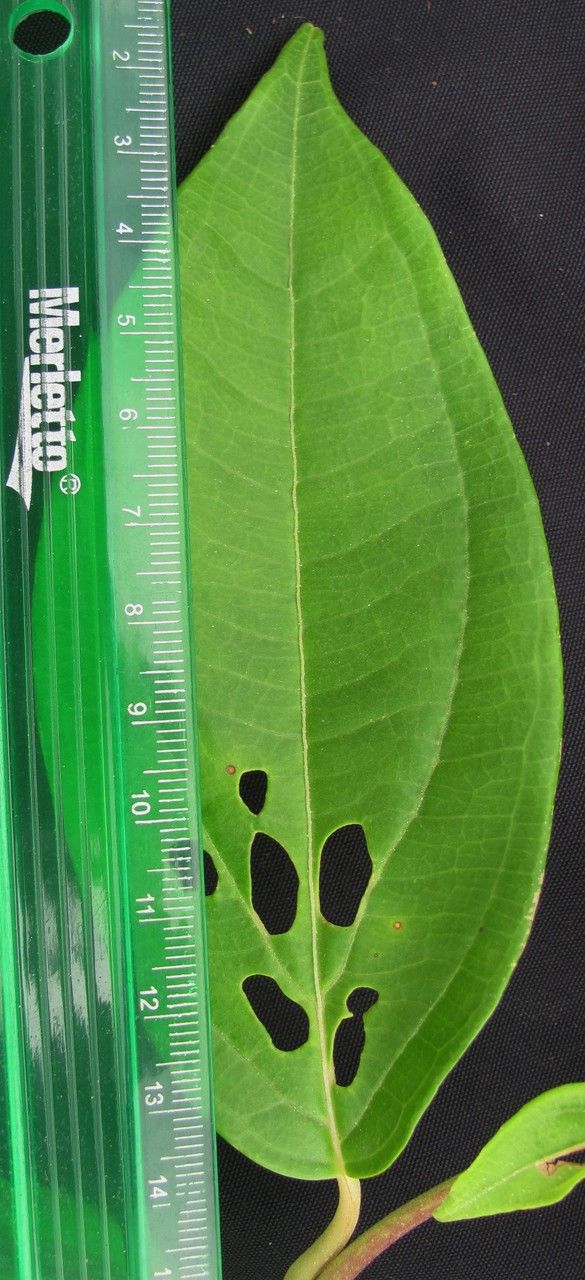 Mikania sylvatica leaf