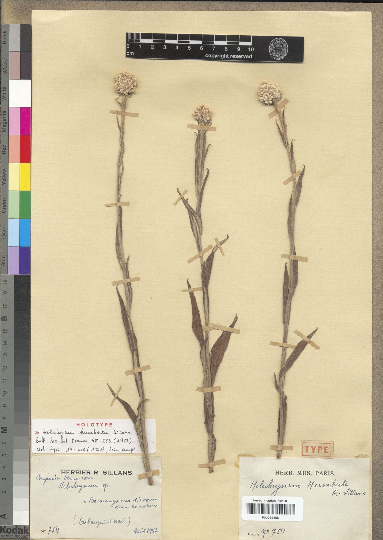 Helichrysum humbertii — search result for 'Helichrysum'