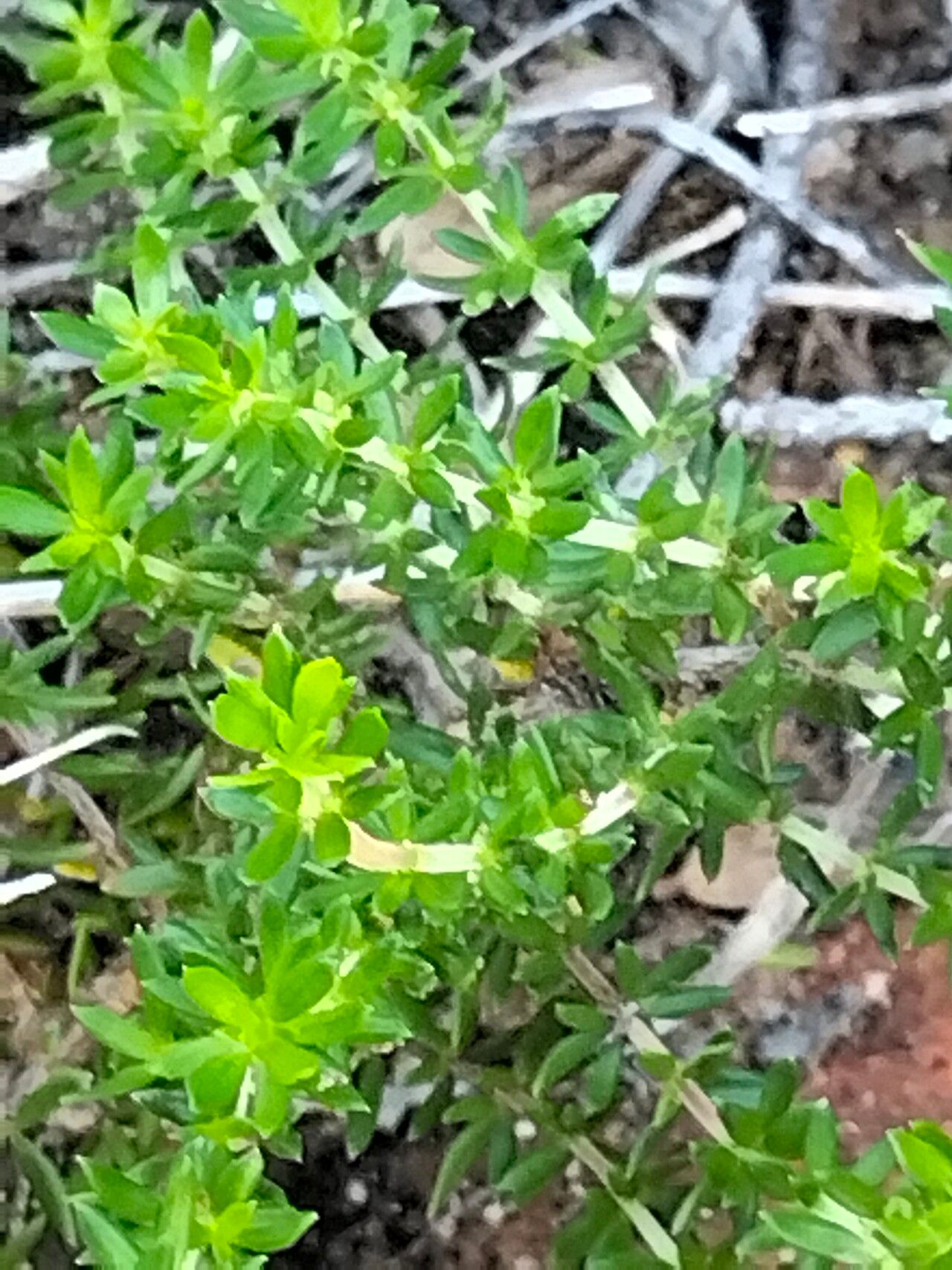 Agathosma capensis — related species from the same genus