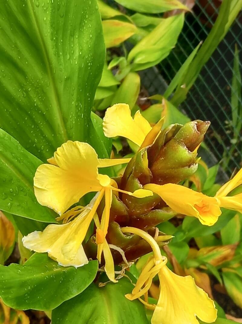 Hedychium flavum flower