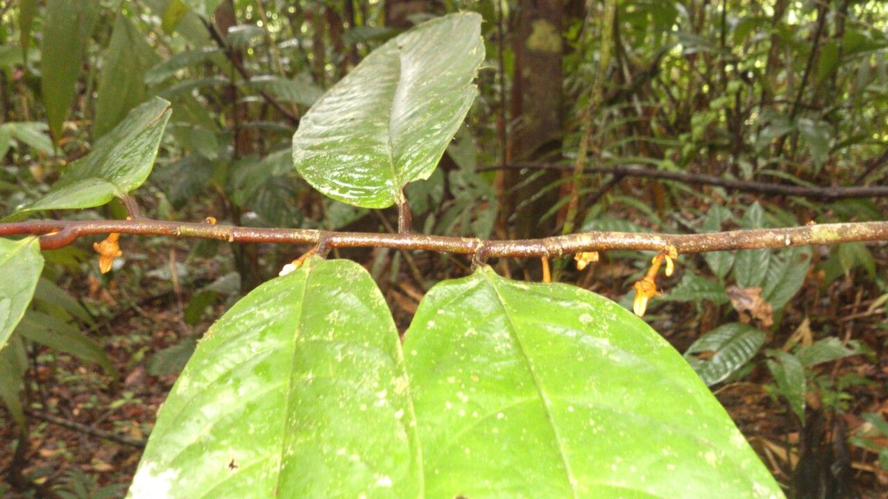 Anaxagorea crassipetala — search result for 'Annonaceae'