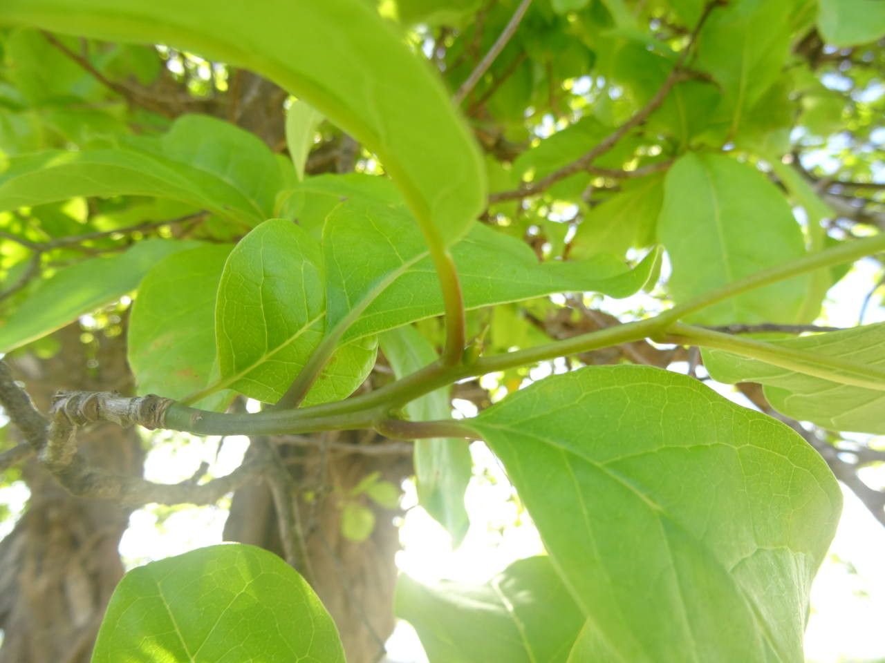Bourreria baccata leaf